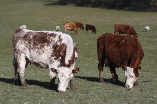 AGRICULTURE, Farming, Animals, Cattle grazing on the south downs near Ditchling, East Sussex,
