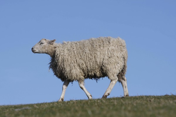 AGRICULTURE, Farming, Animals, sheep grazing on the south downs near Ditchling, East Sussex,
