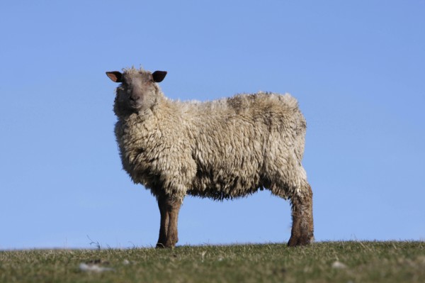 AGRICULTURE, Farming, Animals, sheep grazing on the south downs near Ditchling, East Sussex,