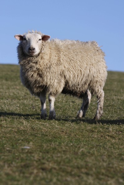 AGRICULTURE, Farming, Animals, sheep grazing on the south downs near Ditchling, East Sussex,