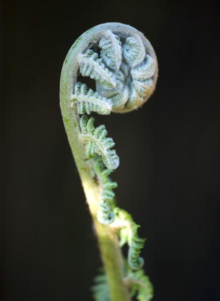 Landscape, Plants, Ferns, Frond unfurling on Dicksonia antarctica evergreen soft tree fern also