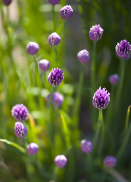 Agriculture, Farming, Herbs, Chives Allium schoenoprasum in flower the smallest species of the