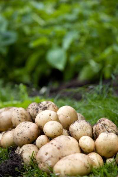 England, West Sussex, Bognor Regis, Freshly unearthed potatoes in a vegetable plot on an allotment.