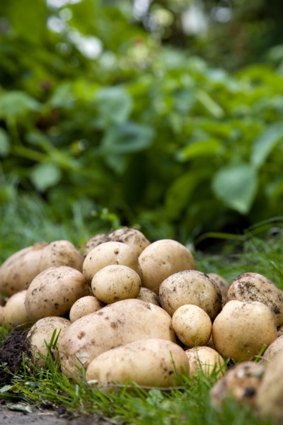 England, West Sussex, Bognor Regis, Freshly unearthed potatoes in a vegetable plot on an allotment.