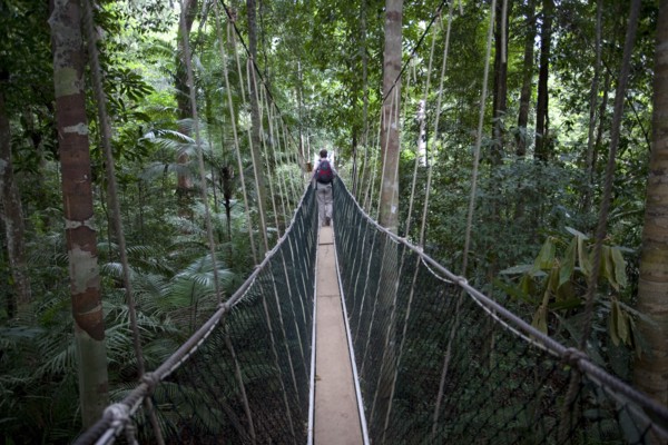 Malaysia, Central Pahang, Taman Negara, People wandering on the canopy walkways of the worlds