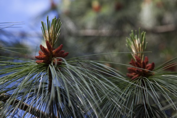 Ireland, North, Belfast, Botanic Gardens, details of Pine tree male pollen cone shaped like a