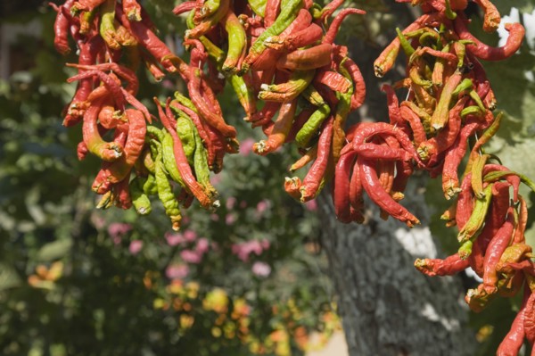 Selcuk, Izmir Province, Turkey. Ephesus. Strings of brightly coloured Capsicum annuum cultivars of