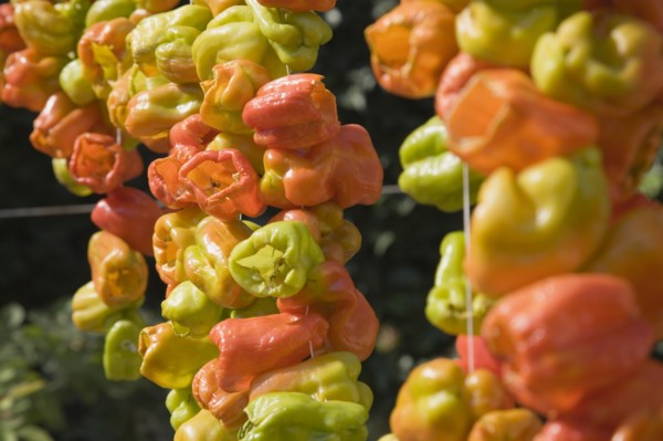 Selcuk, Izmir Province, Turkey. Ephesus. Strings of brightly coloured Capsicum annuum cultivars of