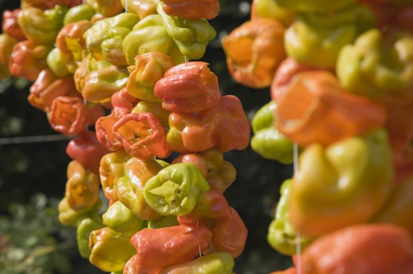 Selcuk, Izmir Province, Turkey. Ephesus. Strings of brightly coloured Capsicum annuum cultivars of