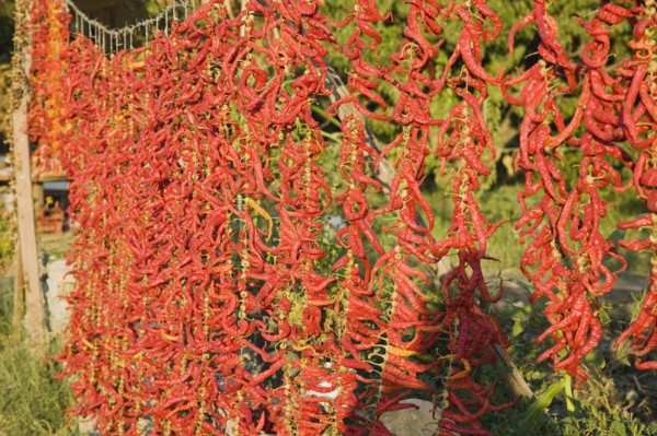 Aydin Province, Turkey. Strings of brightly coloured red and orange chilies hanging up to dry in