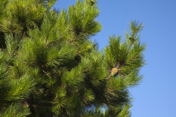 Detail of pine tree with pine cones visible. Flora Fauna Tree Trees Pine Coniferous Evergreen Green