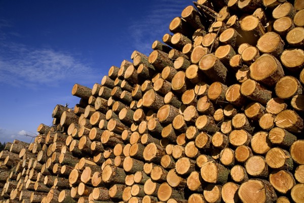 Cooley Peninsula, County Louth, Ireland. Cut timber stacked. Ireland Irish Eire Erin Europe