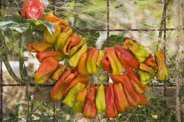 Kusadasi, Aydin Province, Turkey. Strings of brightly coloured chilies hung up to dry in late