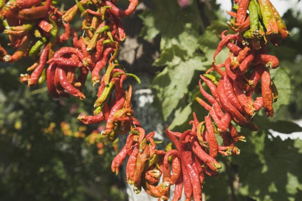 Selcuk, Izmir Province, Turkey. Ephesus. Strings of brightly coloured Capsicum annuum cultivars of