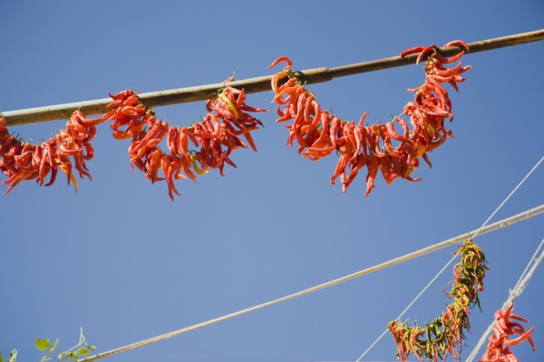 Kusadasi, Aydin Province, Turkey. Strings of brightly coloured chilies hanging up to dry in late