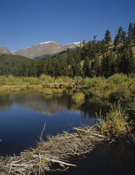 Rocky Mountain N P, Colorado, USA. Rocky Mountain National Park. Beaver dam on lake. USA United