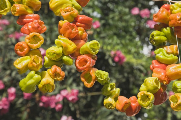 Selcuk, Izmir Province, Turkey. Ephesus. Strings of brightly coloured Capsicum annuum cultivars