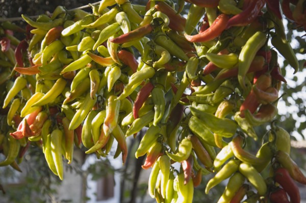 Kusadasi, Aydin Province, Turkey. Strings of brightly coloured chilies hanging up to dry in late