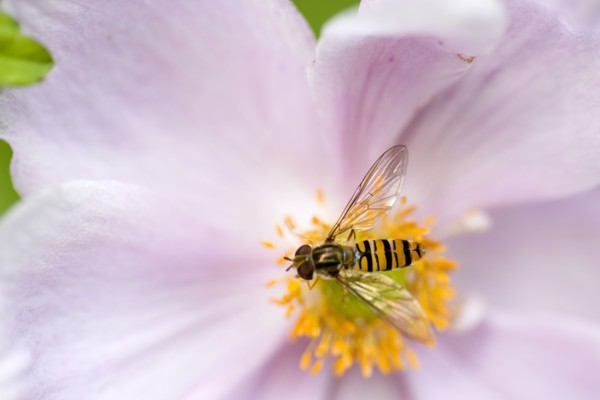 Insects, Fly, Hoverfly, Hoverfly  sometimes called flower flies or syrphid flies of the insect