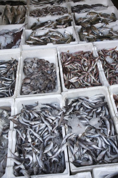 Albania, Tirane, Tirana, Display of fish in the Avni Rustemi Market.