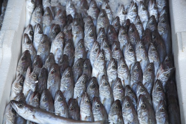 Albania, Tirane, Tirana, Display of sardines for sale in the Avni Rustemi Market.