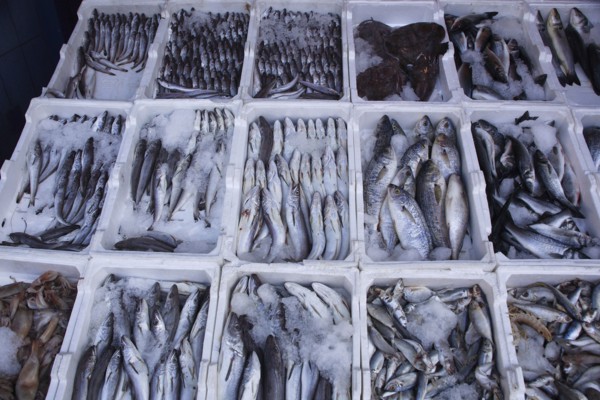 Albania, Tirane, Tirana, Display of fish for sale in the Avni Rustemi Market.