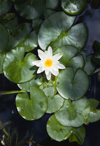 Gardens, Plants, Aquatic, Single white water lily flower of the family Nymphaeaceae in a pond