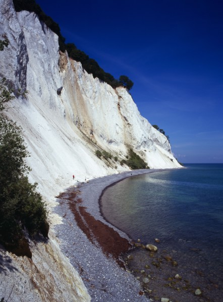 Denmark, Isle of Mon, Mons Klint, East facing chalk sea cliffs with flintstone beach.  Blue sky