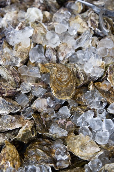Food, Seafood, Shellfish, Fresh live oysters packed in ice.
