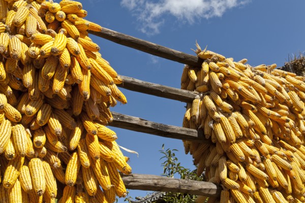 Corn cobs drying in the sun. Photo : Mel Longhurst