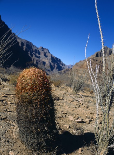 USA, Arizona, Grand Canyon, Cactus within the Hualapai Indian reservation part of the canyon