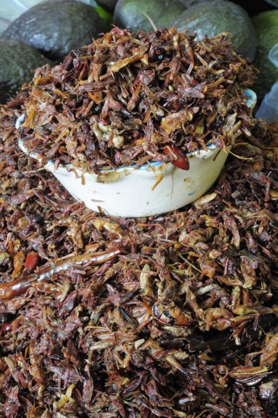 Mexico, Oaxaca, Dried chapulines or grasshoppers. 
Photo : Nick Bonetti