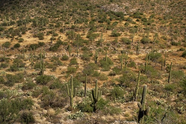 USA, Arizona, Saguaro National Park, Cactus Plants. 
Photo : Hugh Rooney