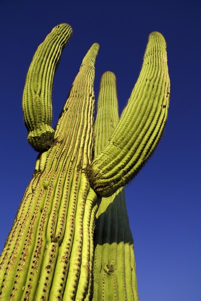 USA, Arizona, Saguaro National Park, Angled view of Catus Plant against a blue sky. 
Photo : Hugh