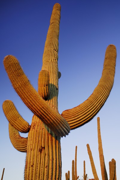 USA, Arizona, Saguaro National Park, Catus Plant in golden light against a blue sky. 
Photo : Hugh