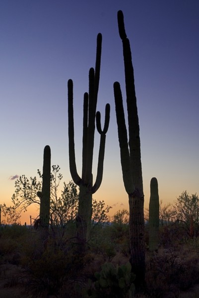USA, Arizona, Saguaro National Park, Catus Plants silhouetted in dusk light. 
Photo : Hugh Rooney