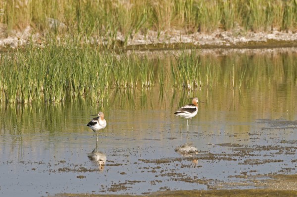 Canada, Alberta, Tyrrell Lake, American Avocet Recurvirostra americana two birds standing on one