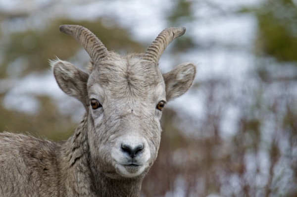Canada, Alberta, Kananaskis, Close up of Mountain Goat Oreamnos americanus at Highwood Pass.