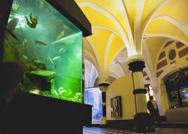 England, East Sussex, Brighton, Interior of the Sea Life Centre underground Aquarium on the