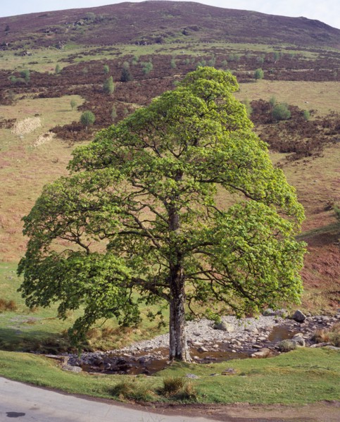 Wales, Powys, Trees, Sycamore Acer pseudoplatanus. Single mature tree beside mountain stream in