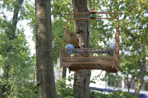 China, Jiangsu, Yangzhou, Song bird on perch in open bamboo cage hanging on tree in downtown