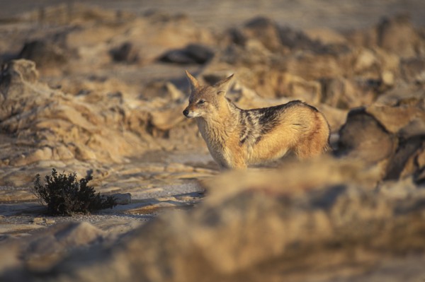 Namibia, Skeleton Coast, Jackal in the Namib Diamond region Skeleton Coast Namibia. This region is