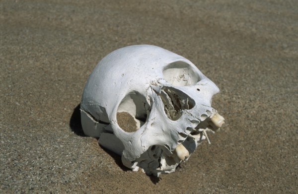 Namibia, Namib Naukluft desert., Skeleton head unearthed as the dunes have shifted. This corpse was