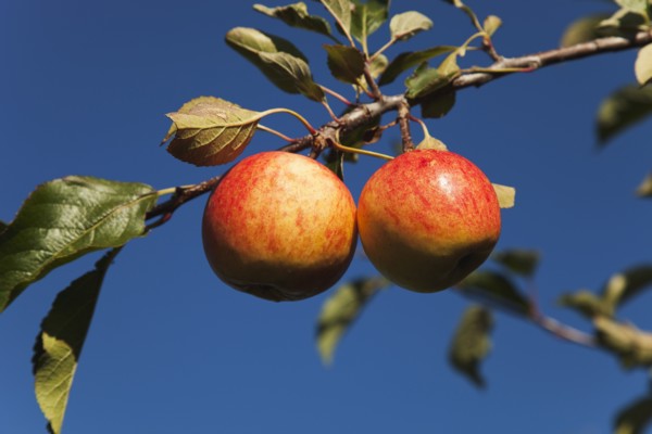Royal Gala apples growing on the tree in Grange Farms orchard.