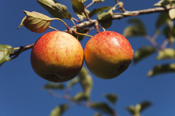 Royal Gala apples growing on the tree in Grange Farms orchard.