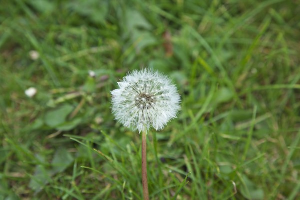 Flowers Dandelion Clock growing amongst grass.