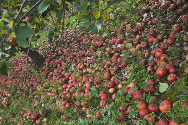 Katy apples rotting on the ground having fallen from the tree in Grange Farms orchard.