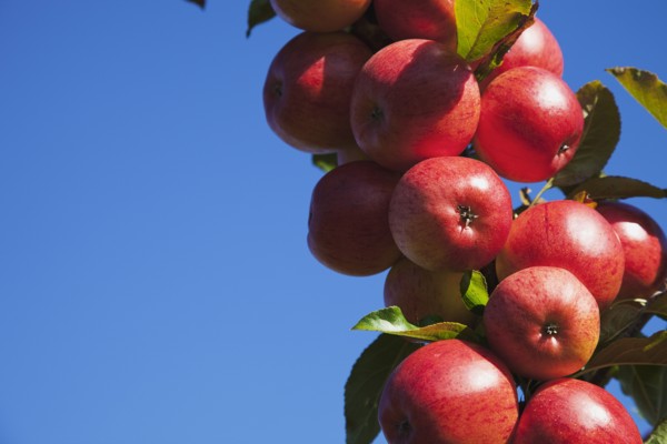 Royal Gala apples growing on the tree in Grange Farms orchard.