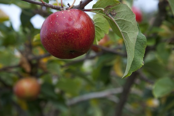 Katy apples growing on the tree in Grange Farms orchard.
