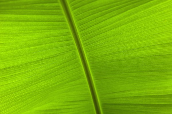 Banana Detail of green banana leaf.